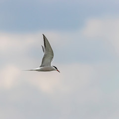 Fototapeta premium common tern in flight. The common tern (Sterna hirundo) is a seabird in the family Laridae.