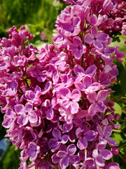Blooming branch of lilac with lilac flowers on a green Bush in the sun