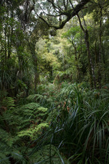 Waipua Kauri Forest. Kauri trees. Forest