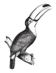 Toco toucan (Ramphastos toco) / vintage illustration from Brockhaus Konversations-Lexikon 1908 © Hein Nouwens