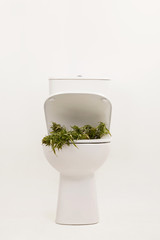 Throwing away marijuana buds in toilet bowl.