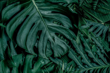 Monstera green leaves or Monstera Deliciosa in dark tones, background or green leafy tropical pine...