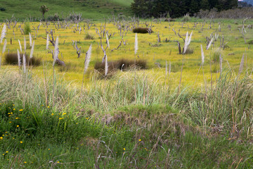 Obraz na płótnie Canvas Northland New Zealand field of yellow flowers