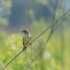   Female common whitethroat. The common whitethroat (Sylvia communis) is a common and widespread typical warbler which breeds throughout Europe.