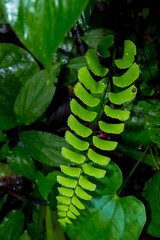 green leaf in forest