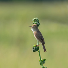 OLYMPUS   Female common whitethroat. The common whitethroat (Sylvia communis) is a common and widespread typical warbler which breeds throughout Europe.DIGITAL CAMERA
