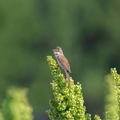  Male common whitethroat sings. The common whitethroat (Sylvia communis) is a common and widespread typical warbler which breeds throughout Europe.