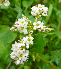 Buckwheat flower. Blossoming buckwheat steam on a green leaves background. Growing own healthy food. Closeup, selective focus