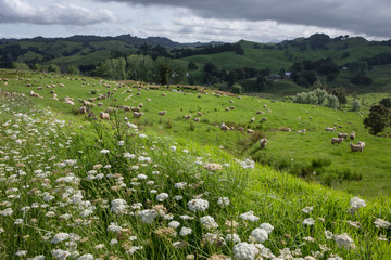 Fototapeta na wymiar Northland New Zealand Pastures and hills. Meadows. Flowers and cattle