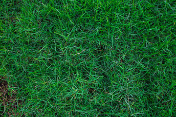 Green meadow grass background top view backdrop use
