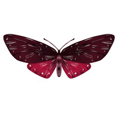 Illustration of butterfly