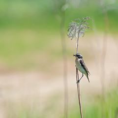 The whinchat (Saxicola rubetra) is a small migratory passerine bird family Muscicapidae.