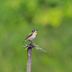 The whinchat (Saxicola rubetra) is a small migratory passerine bird family Muscicapidae.