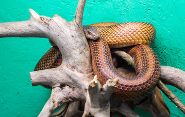 head and eye of a snake hanging on a branch close up