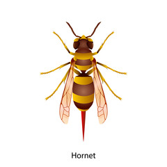 Hornet vector on white background.for Graphic design,education,science,agriculture,artwork.