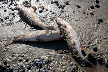 dirty dead poisoned fish on the sandy shore. environmental pollution. ecological problems