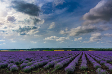Beautiful dramatic stormy sky with white clouds over a field of lavender and wind turbines, Gorun, Bulgaria