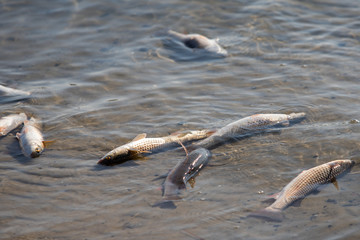 dead fish in the clear water of a river