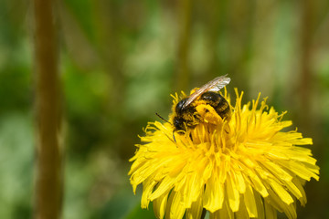 Honey bee on dandelion flower. Honey bee pollinating on spring meadow