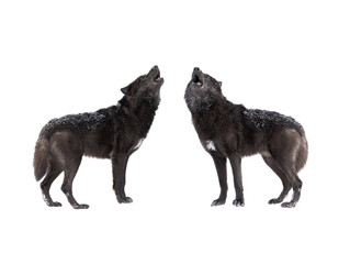 two Howling wolf isolated on a white background. © fotomaster