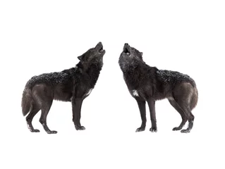 Foto auf Glas zwei Howling Wolf isoliert auf weißem Hintergrund. © fotomaster