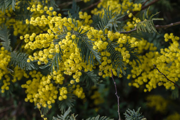 Silver wattle blooming