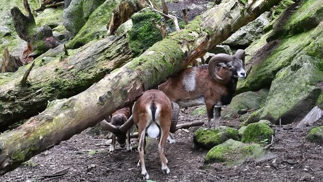 Three European mouflons (Ovis gmelini musimon / Ovis ammon ) in forest on mountain slope