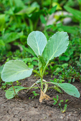 white-headed cabbage seedlings sprouts, vegetable garden beds (healthy organic food) menu concept background. top view. copy spaces
