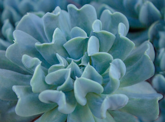 Popular Succulent growing in mountain in Spain