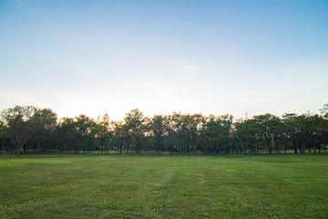 Fototapeta na wymiar Green meadowgrass with tree in city park sunset sky