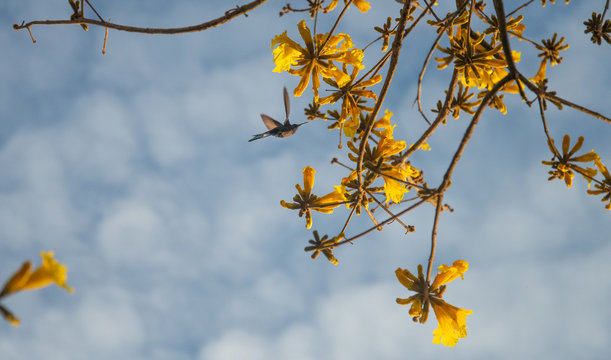 Ip&ecirc; Amarelo e Beija-Flor colibri, cuitelo, chupa-flor, pica-flor, chupa- mel, binga, guanambi, guinumbi, guainumbi, Hummingbirds, colibr&iacute; 