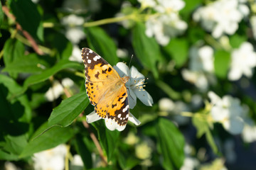 Honey bee drink nectar from flowers and pollinating them.
