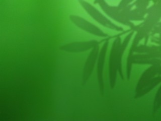 Fototapeta na wymiar shadow leaf on green background