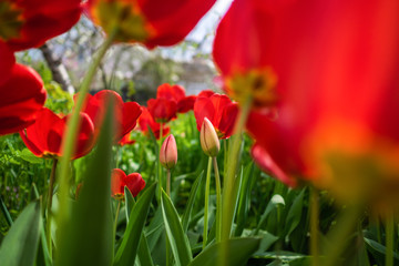 Lots of red tulips in the garden. Early spring tulips. Large open and closed flower buds