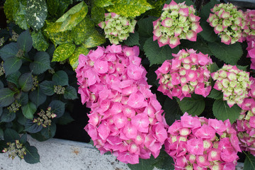 pink hydrangea flower in the garden
