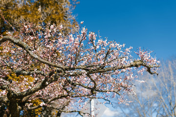 Blooming tree with pink flowers against a blue clear sky in spring