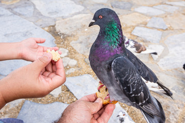 Pigeon being fed