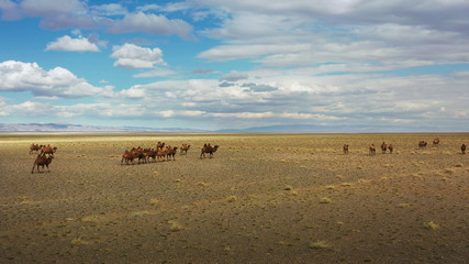 A herd of camels is slowly walking through the desert of Mongolia. Beautiful Mongolian landscape.