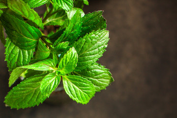  mint, fresh green petals and stems (healthy organic food) menu concept background. top view. copy spaces