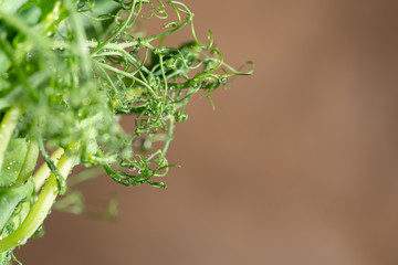 Microgreen peas sprouts in drops of water, on a light brown background, closeup, space for text. Super food, healthy nutrition and vegan concept