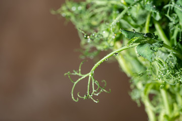 Microgreen peas sprouts in drops of water, on a light brown background, closeup, space for text. Super food, healthy nutrition and vegan concept.