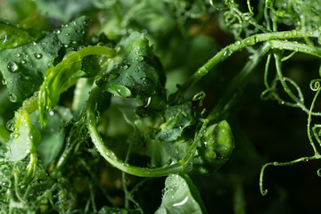 Microgreen sprouts of fresh peas in drops of water. Closeup. Super food, proper nutrition and vegan concept