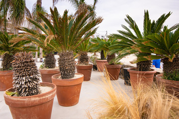 Pot palm trees