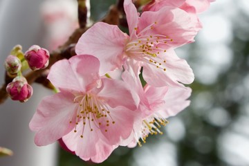 Cherry blossom 4