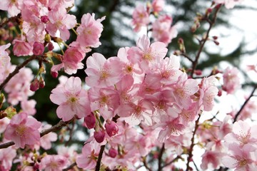 Cherry blossom 4