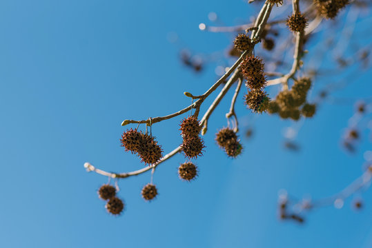 The branches of a sycamore tree with fruit on the background of clear sky