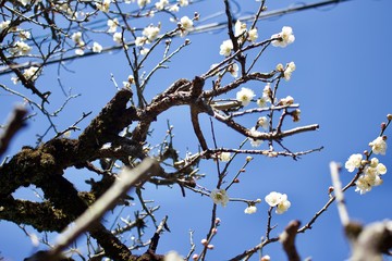Beginning of cherry blossom