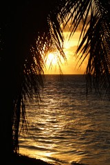 Silhouette of coconut tree leaves framing the golden liquid waters of the beach at sunset