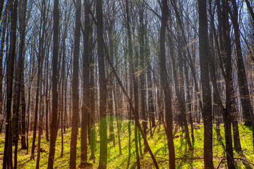 Obraz premium dense forest with bare trees in the spring 