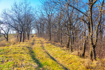 road through the spring forest 